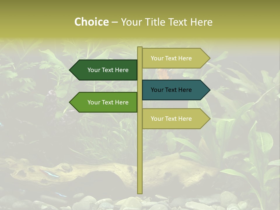 Tropical Freshwater Aquarium With Colorful Fish And Green Plants PowerPoint Template