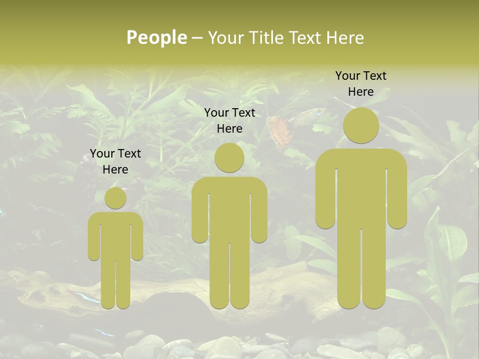 Tropical Freshwater Aquarium With Colorful Fish And Green Plants PowerPoint Template