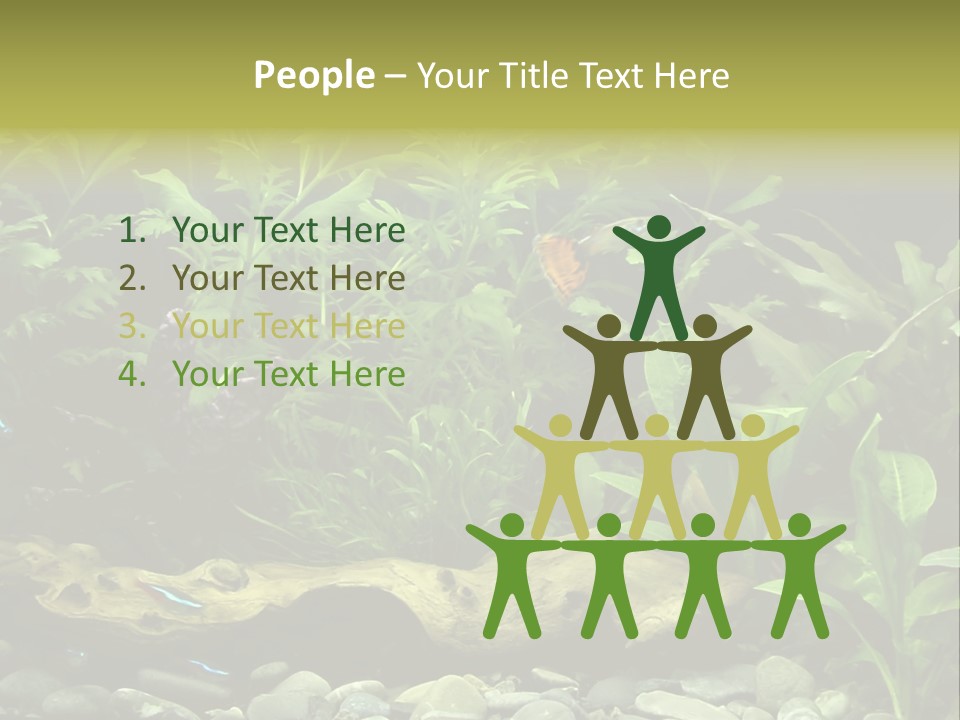 Tropical Freshwater Aquarium With Colorful Fish And Green Plants PowerPoint Template