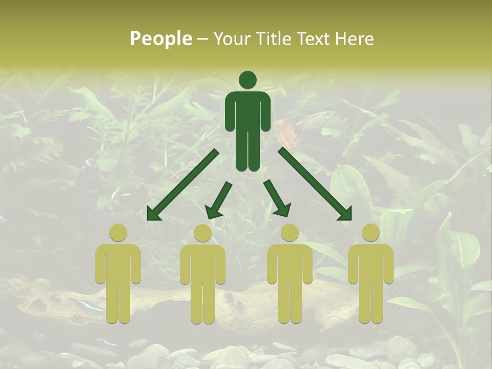 Tropical Freshwater Aquarium With Colorful Fish And Green Plants PowerPoint Template