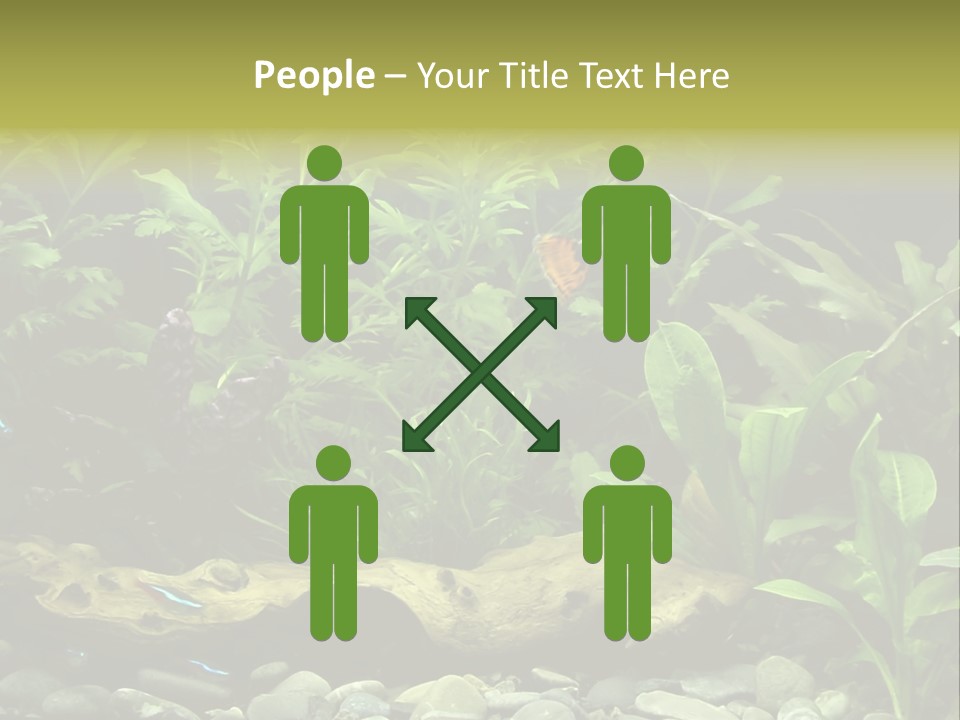 Tropical Freshwater Aquarium With Colorful Fish And Green Plants PowerPoint Template