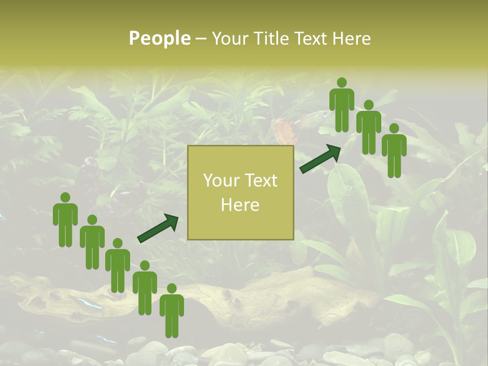 Tropical Freshwater Aquarium With Colorful Fish And Green Plants PowerPoint Template