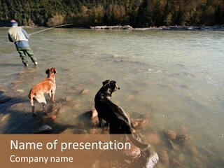 A Fisherman And His Two Dogs Fish For Salmon In Squamish, Bc, Canada PowerPoint Template