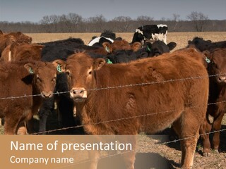 Staring Cow PowerPoint Template