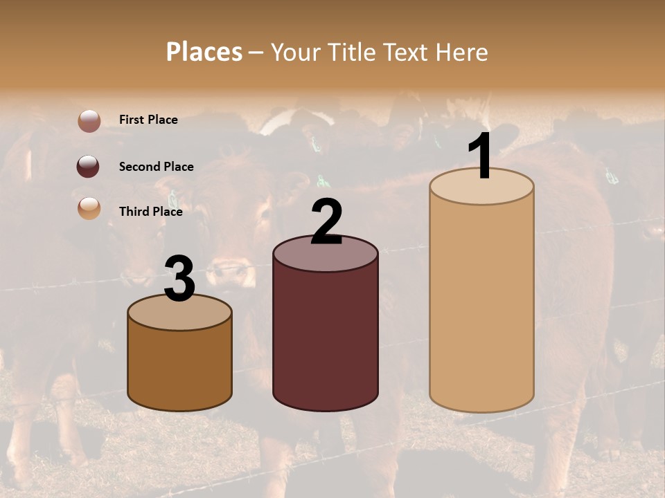 Staring Cow PowerPoint Template