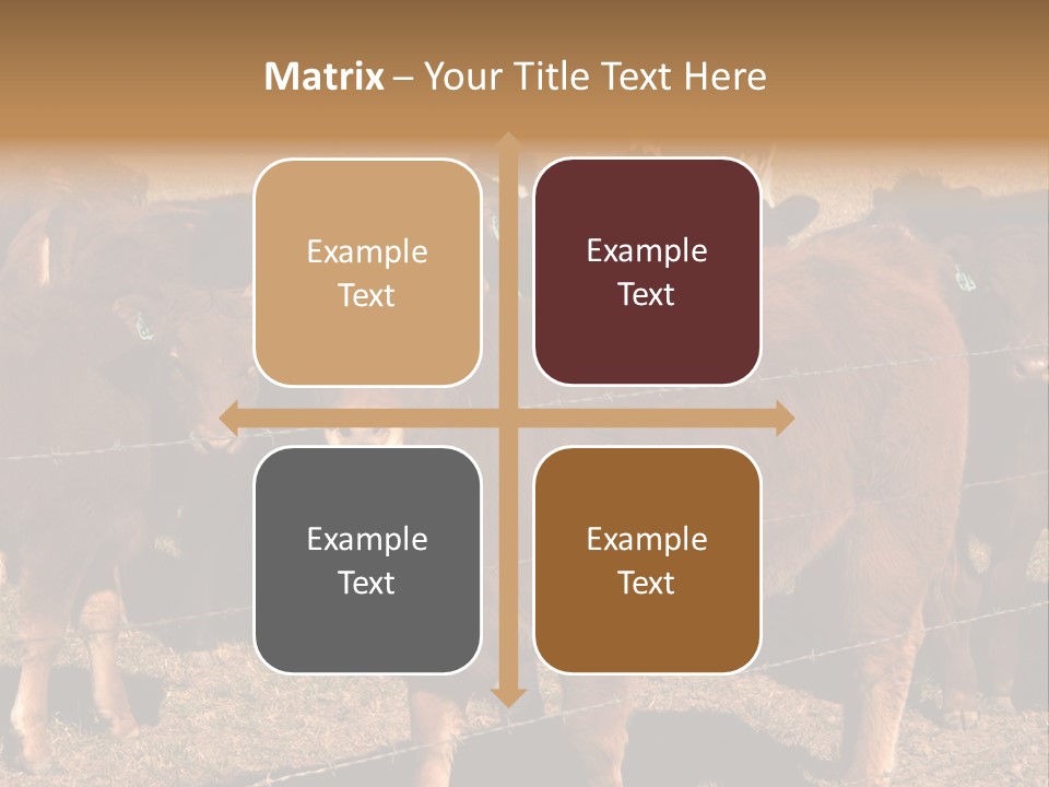 Staring Cow PowerPoint Template