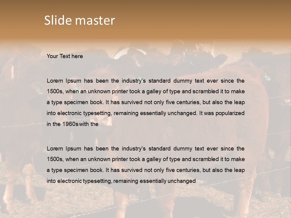 Staring Cow PowerPoint Template