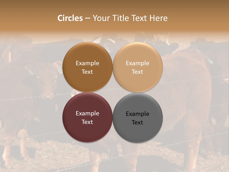 Staring Cow PowerPoint Template