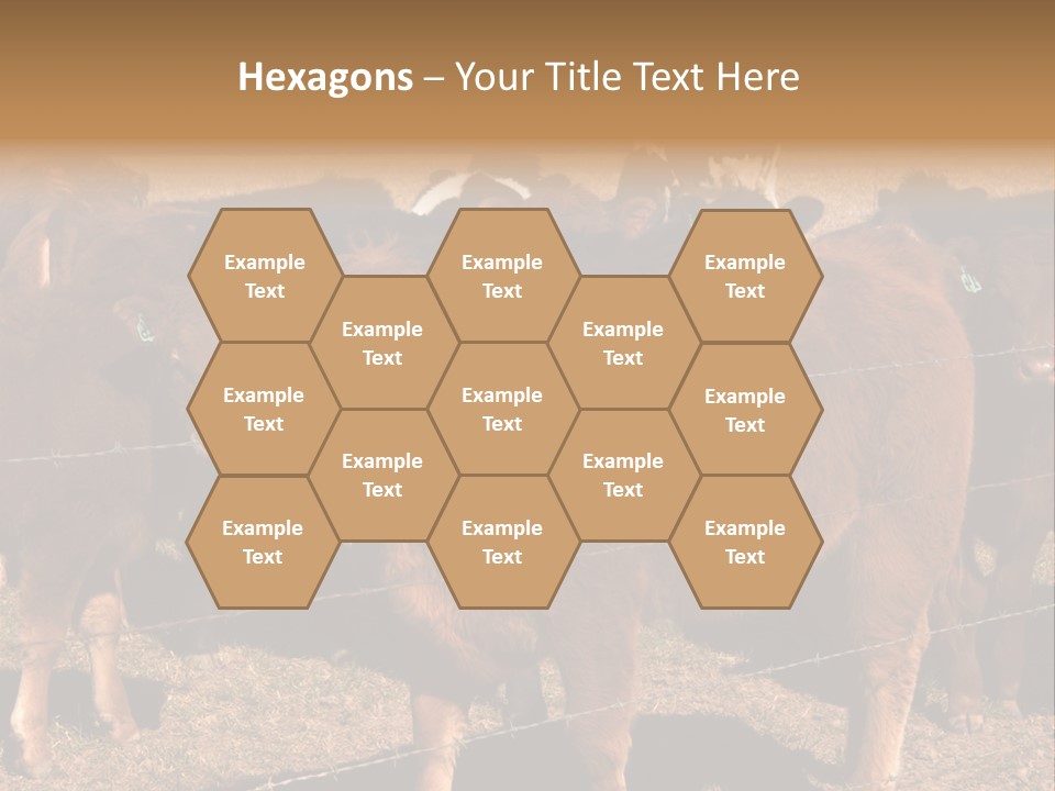 Staring Cow PowerPoint Template