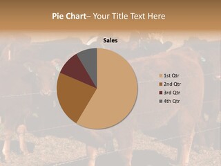 Staring Cow PowerPoint Template