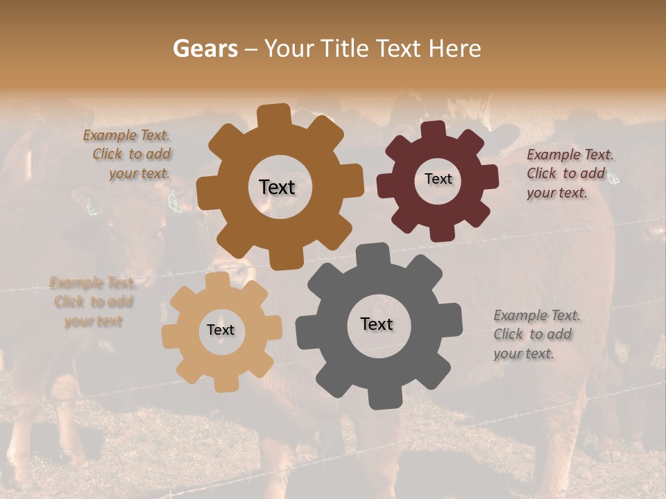 Staring Cow PowerPoint Template