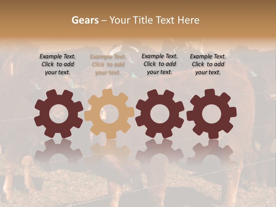 Staring Cow PowerPoint Template