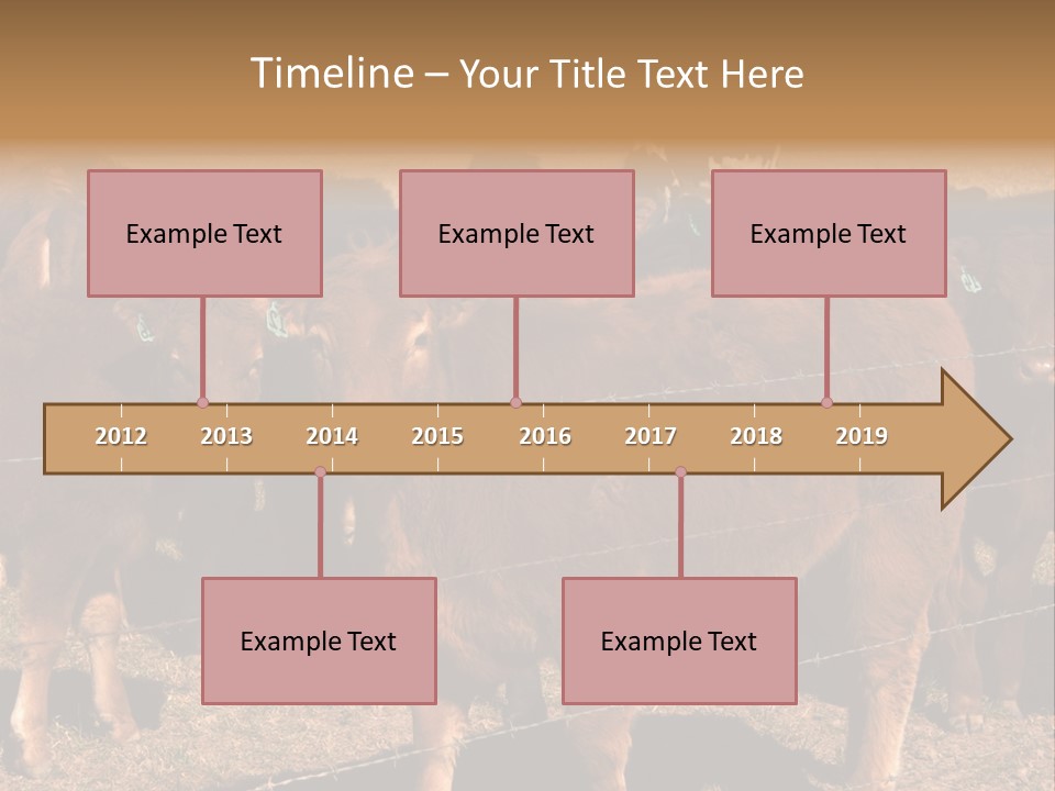 Staring Cow PowerPoint Template