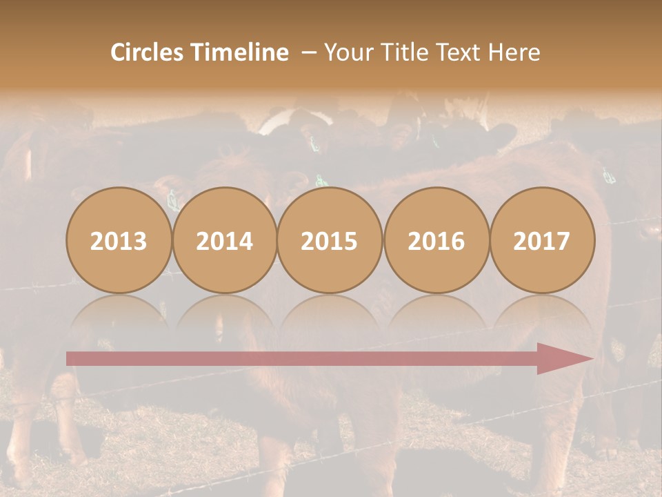 Staring Cow PowerPoint Template