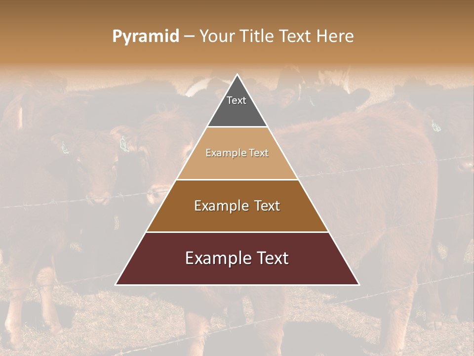 Staring Cow PowerPoint Template