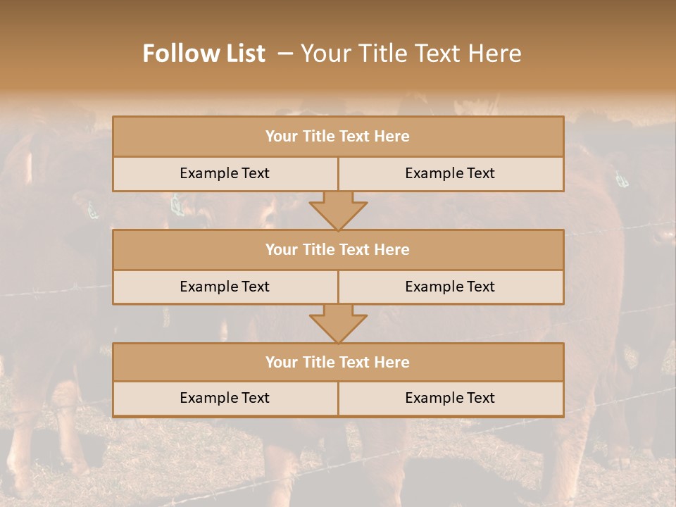Staring Cow PowerPoint Template
