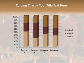 Staring Cow PowerPoint Template