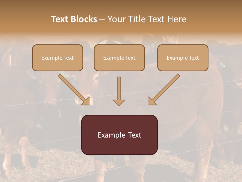 Staring Cow PowerPoint Template