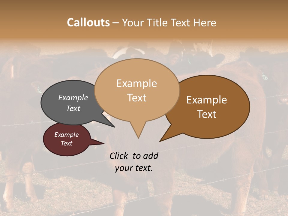 Staring Cow PowerPoint Template