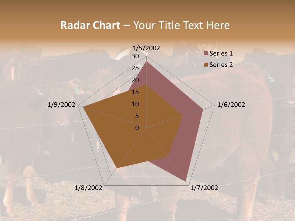 Staring Cow PowerPoint Template