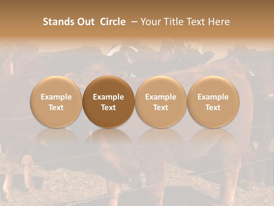 Staring Cow PowerPoint Template