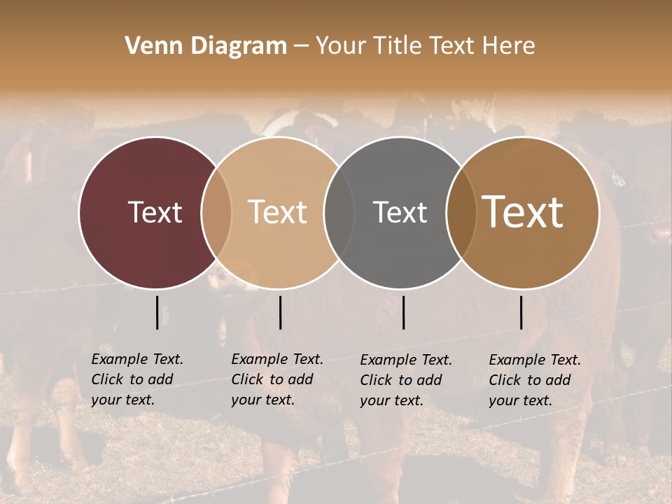 Staring Cow PowerPoint Template