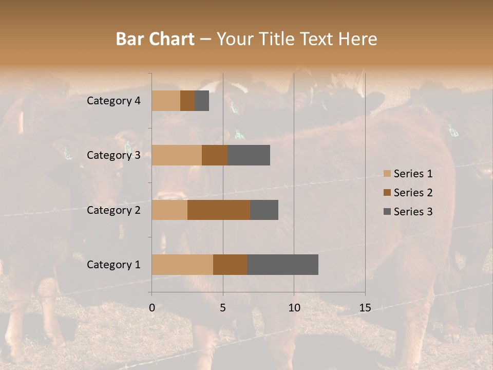 Staring Cow PowerPoint Template