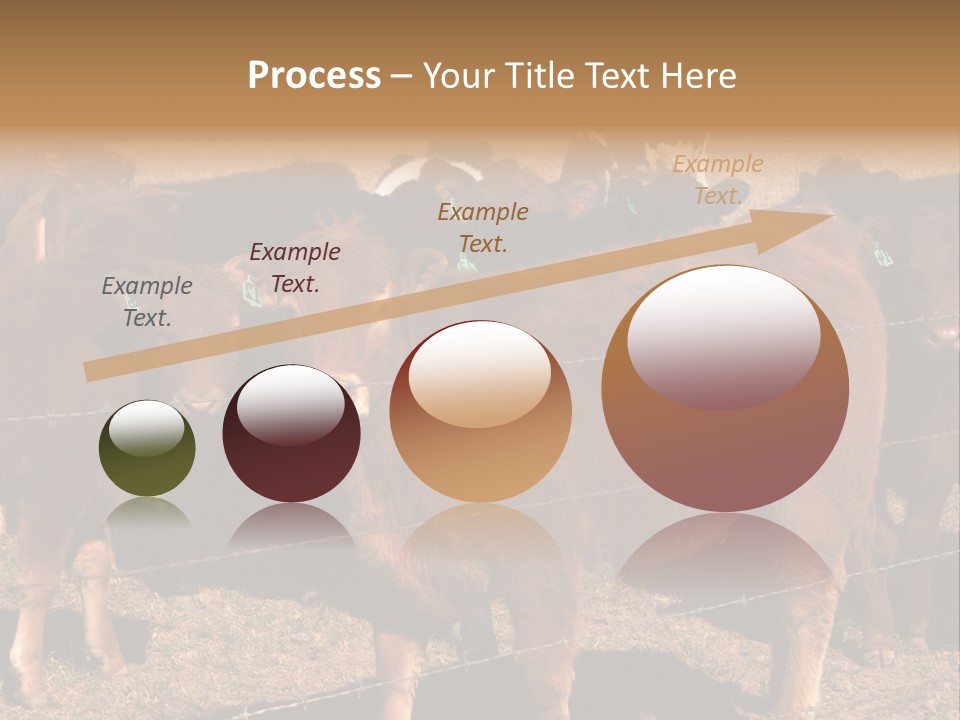Staring Cow PowerPoint Template