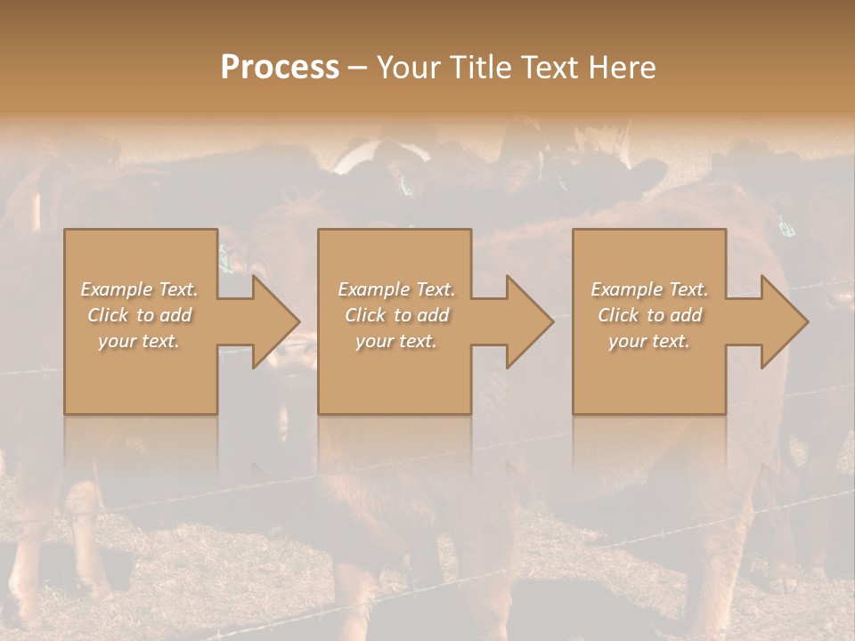 Staring Cow PowerPoint Template