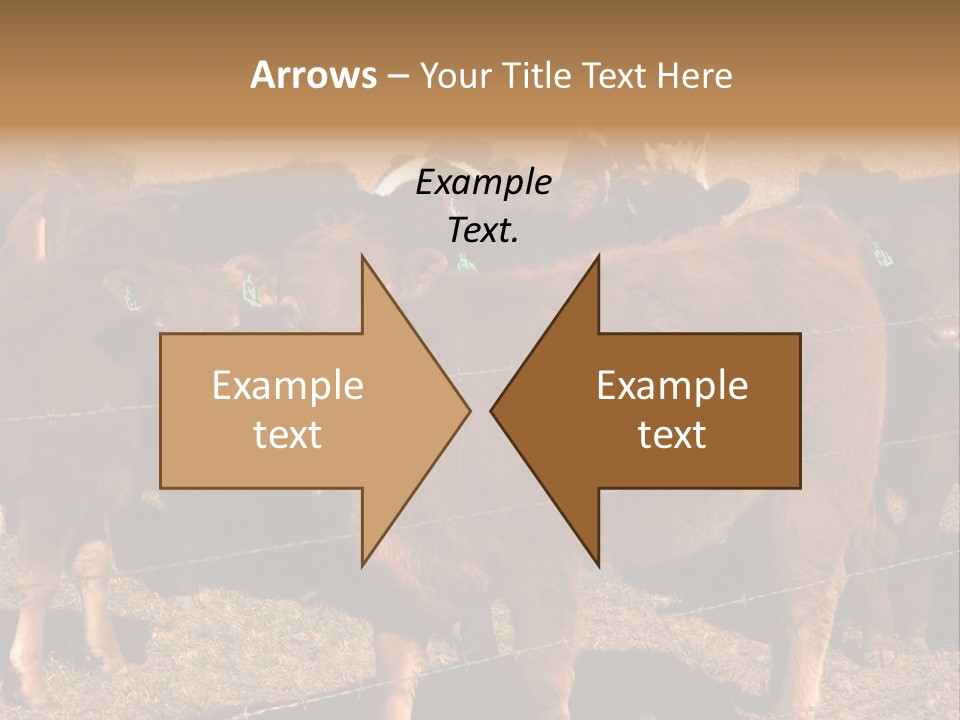 Staring Cow PowerPoint Template