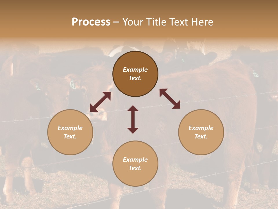 Staring Cow PowerPoint Template