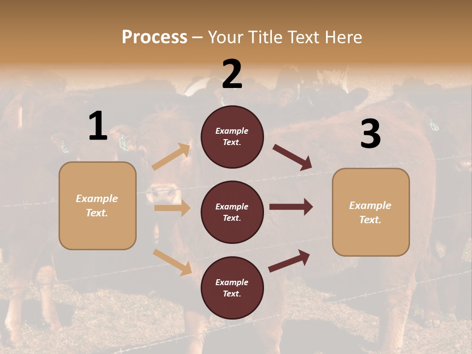 Staring Cow PowerPoint Template