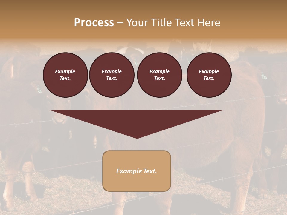 Staring Cow PowerPoint Template