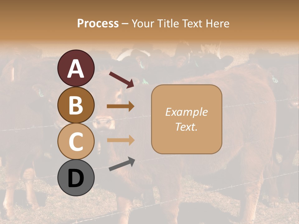 Staring Cow PowerPoint Template