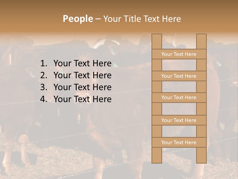 Staring Cow PowerPoint Template
