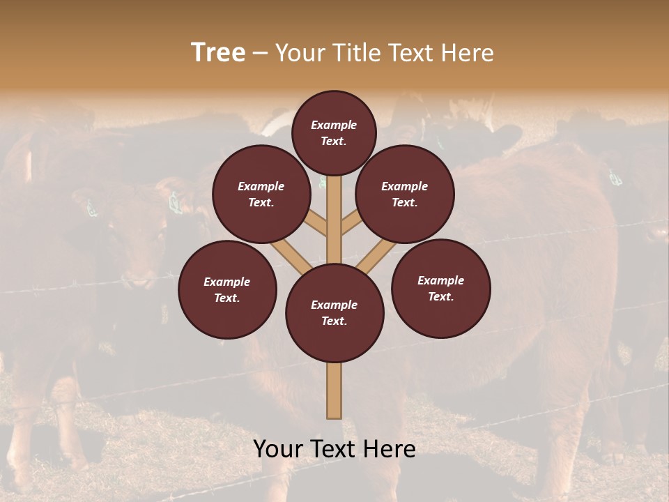 Staring Cow PowerPoint Template