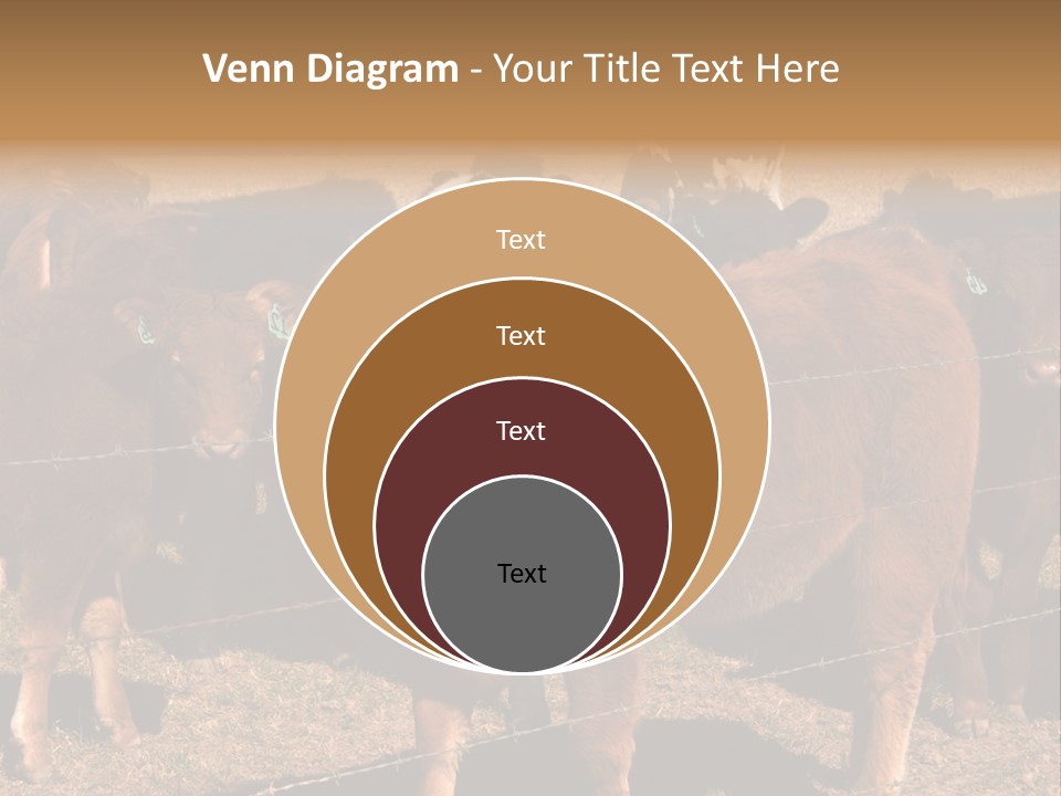 Staring Cow PowerPoint Template
