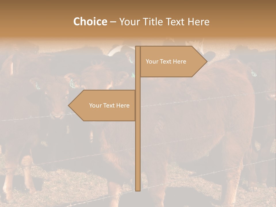 Staring Cow PowerPoint Template