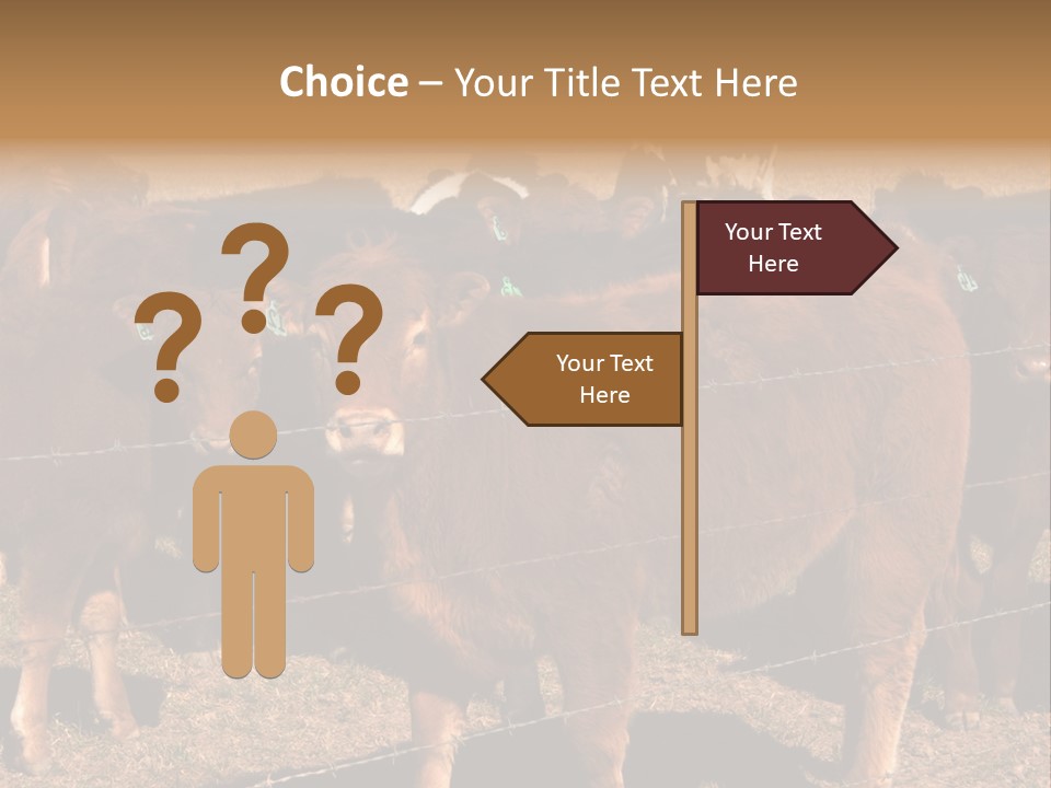 Staring Cow PowerPoint Template