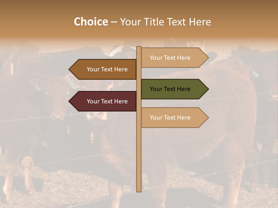 Staring Cow PowerPoint Template