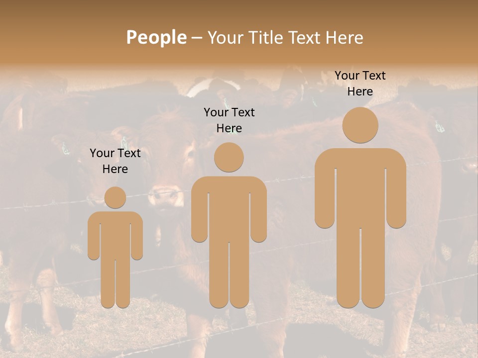 Staring Cow PowerPoint Template