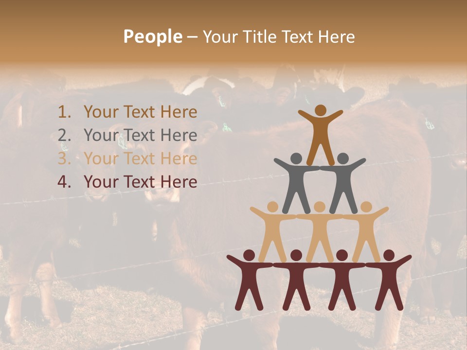 Staring Cow PowerPoint Template