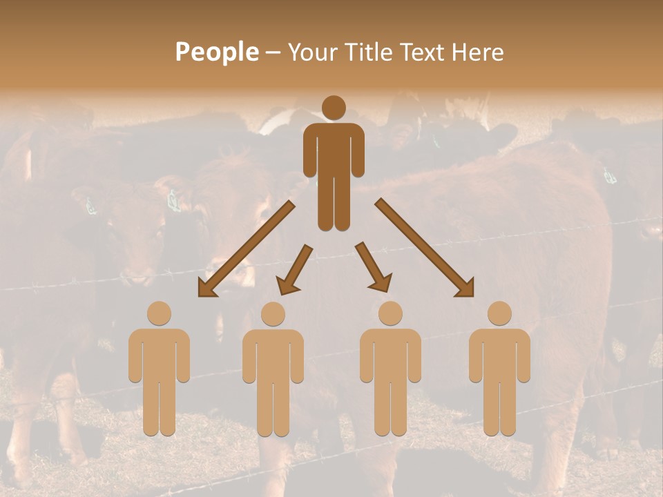 Staring Cow PowerPoint Template