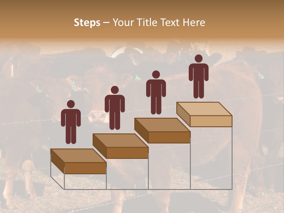 Staring Cow PowerPoint Template