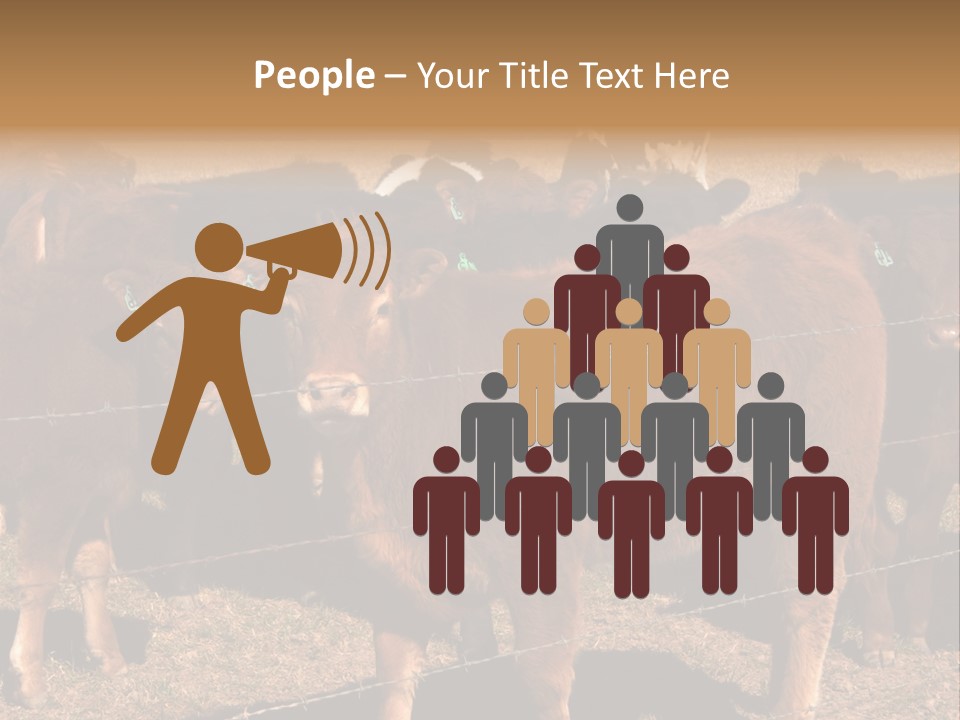 Staring Cow PowerPoint Template