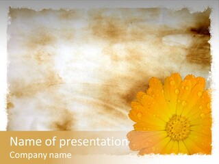 Aged Burnt Paper And Flower, Background PowerPoint Template