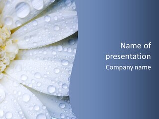 Closeup Of White Daisy With Water Droplets PowerPoint Template