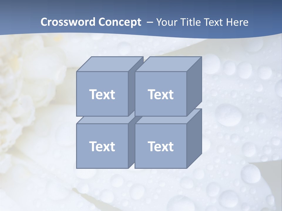 Closeup Of White Daisy With Water Droplets PowerPoint Template