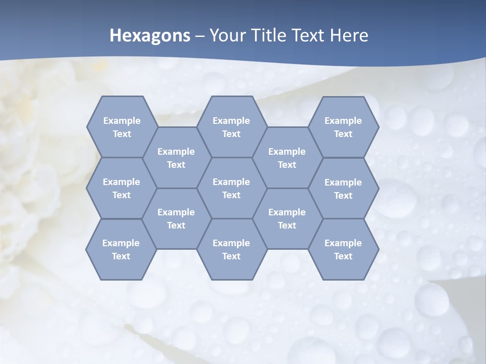 Closeup Of White Daisy With Water Droplets PowerPoint Template