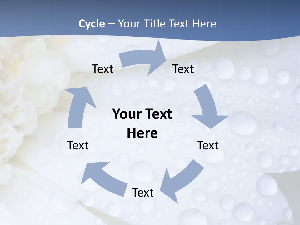 Closeup Of White Daisy With Water Droplets PowerPoint Template